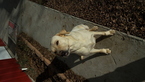 Small Photo #1 Labrador Retriever Puppy For Sale in HAVANA, KS, USA