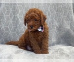 Small Photo #7 Goldendoodle (Miniature) Puppy For Sale in LAKELAND, FL, USA