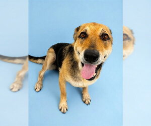 German Shepherd Dog Dogs for adoption in Westminster, MD, USA