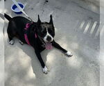 Small Photo #7 Boston Huahua Puppy For Sale in Sanford, FL, USA