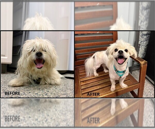 Medium Photo #2 Lhasa-Coton Puppy For Sale in Sayreville, NJ, NJ, USA