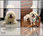 Small #1 Lhasa-Coton