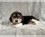 Small Photo #1 Beagle Puppy For Sale in LAKELAND, FL, USA