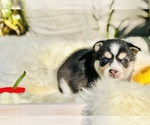 Small Photo #2 Alaskan Klee Kai Puppy For Sale in Oxford Station, Ontario, Canada