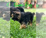 Small Photo #2 German Shepherd Dog Puppy For Sale in AUSTIN, TX, USA