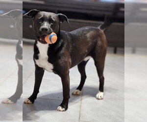 Ember - Female American Staffordshire Terrier-Unknown Mix Dog for Adoption - Photo #24
