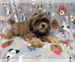 Small #4 Shih-Poo