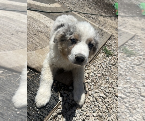 Medium Photo #8 Aussie-Corgi Puppy For Sale in STRASBURG, CO, USA