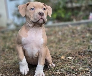 American Bully Puppy for sale in MAYS LANDING, NJ, USA