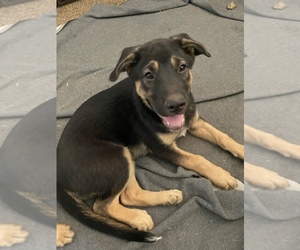 German Shepherd Dog Mix Puppy for Sale in LAKE ELSINORE, California USA