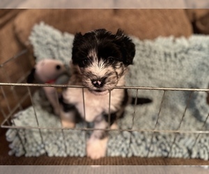 Aussiedoodle-Siberian Husky Mix Puppy for sale in NEW LONDON, NC, USA