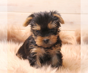 Yorkshire Terrier Puppy for sale in LADYSMITH, WI, USA
