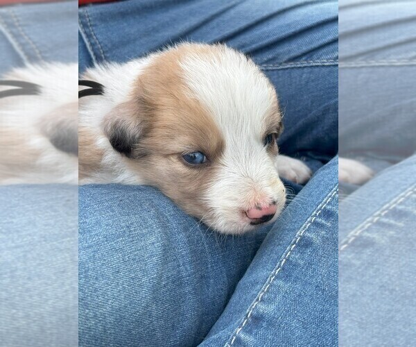 Medium Photo #3 Border Collie Puppy For Sale in MESA, WA, USA
