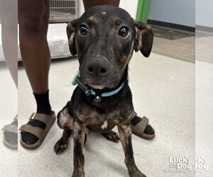 Labrador Retriever-Unknown Mix Dogs for adoption in Washington, DC, USA