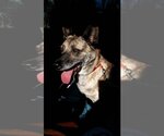 Small Photo #16 German Shepherd Dog Puppy For Sale in Lewistown, PA, USA
