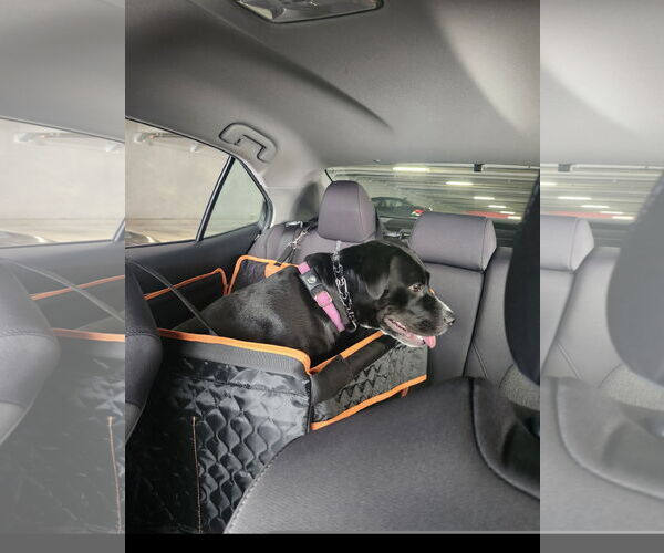 Medium Photo #3 Mutt Puppy For Sale in Denton, TX, USA