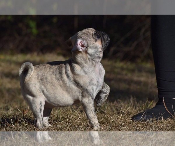 Medium Photo #2 Pug Puppy For Sale in PALM COAST, FL, USA