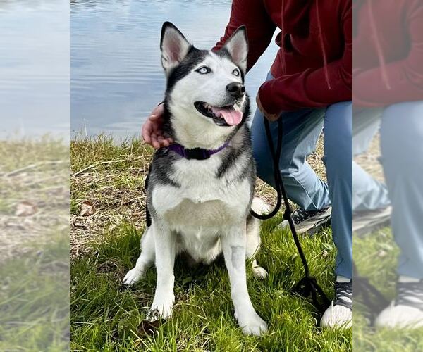 Medium Photo #2 Siberian Husky-Unknown Mix Puppy For Sale in Petaluma, CA, USA