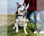 Small #1 Siberian Husky Mix