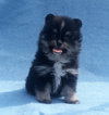 Small Photo #4 Pomeranian Puppy For Sale in N PALM BEACH, FL, USA