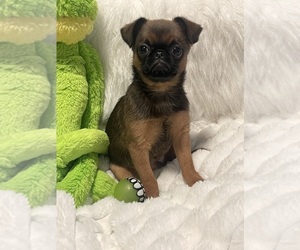 Brussels Griffon Puppy for Sale in LEXINGTON, Virginia USA