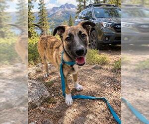 Mutt Dogs for adoption in Fremont, CA, USA