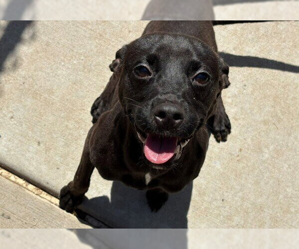 Medium Photo #1 Miniature Pinscher-Unknown Mix Puppy For Sale in Tulsa, OK, USA