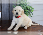 Puppy Ford English Cream Golden Retriever