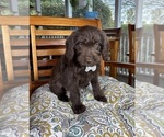 Oscar - Male Labradoodle Puppy for Sale - Photo #6