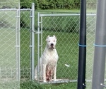 Small Photo #12 Dogo Argentino Puppy For Sale in INKSTER, MI, USA