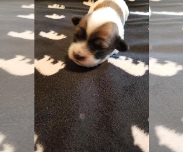 Medium Photo #2 Coton de Tulear Puppy For Sale in HUNTINGTN BCH, CA, USA