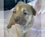Small #1 Labrador Retriever Mix