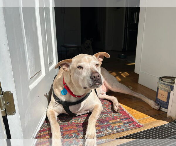 Medium Photo #2 Labrador Retriever-Unknown Mix Puppy For Sale in San Jose, CA, USA