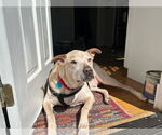 Small #1 Labrador Retriever Mix