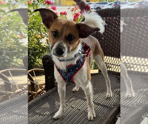 Mutt Dogs for adoption in Mundelein, IL, USA