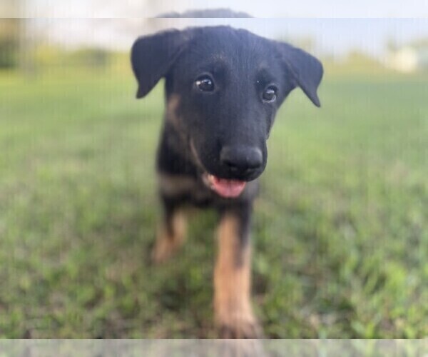 Medium Photo #2 German Shepherd Dog Puppy For Sale in HOLDEN, MO, USA