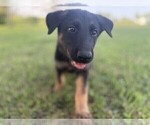 Small #1 German Shepherd Dog
