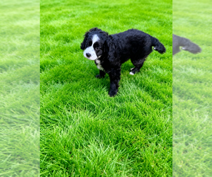 Medium Cocker Spaniel-Sheepadoodle Mix