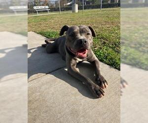 Mutt Dogs for adoption in Houston, TX, USA