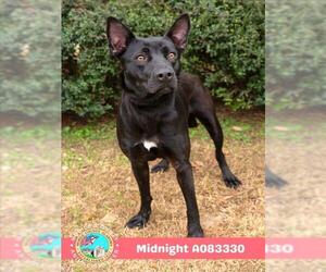 MIDNIGHT - Female Labrador Retriever-Unknown Mix Dog for Adoption - Photo #2
