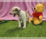 Small #3 Catahoula Leopard Dog