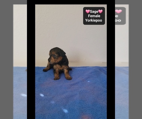 Medium Photo #2 Yorkipoo Puppy For Sale in TUCSON, AZ, USA
