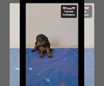 Sage - Female Yorkipoo Puppy for Sale - Photo #2