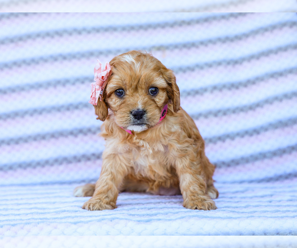 Medium Photo #2 Cavapoo (Miniature) Puppy For Sale in LIBERTY, KY, USA