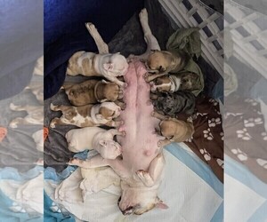 French Bulldog Puppy for sale in CHINO HILLS, CA, USA