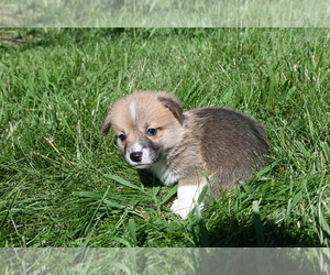 Pembroke Welsh Corgi Dog for Adoption in BLOOMINGTON, Indiana USA
