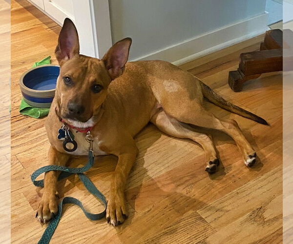 Medium Photo #6 Carolina Dog-Unknown Mix Puppy For Sale in Minneapolis, MN, USA