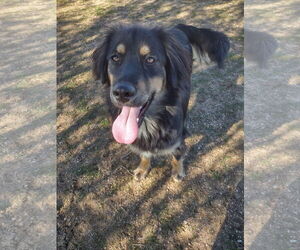 Australian Mountain Dog Dogs for adoption in Apple Valley, CA, USA