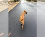 Small #2 Boxer-Rhodesian Ridgeback Mix