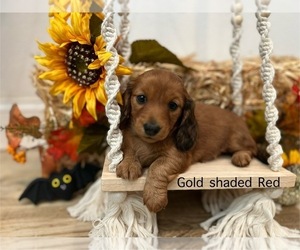 Dachshund Puppy for sale in DENISON, TX, USA